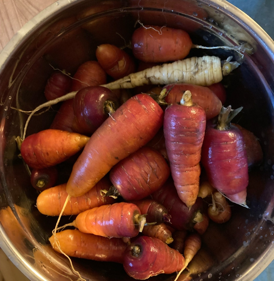 gulerødder carrots winter harvest