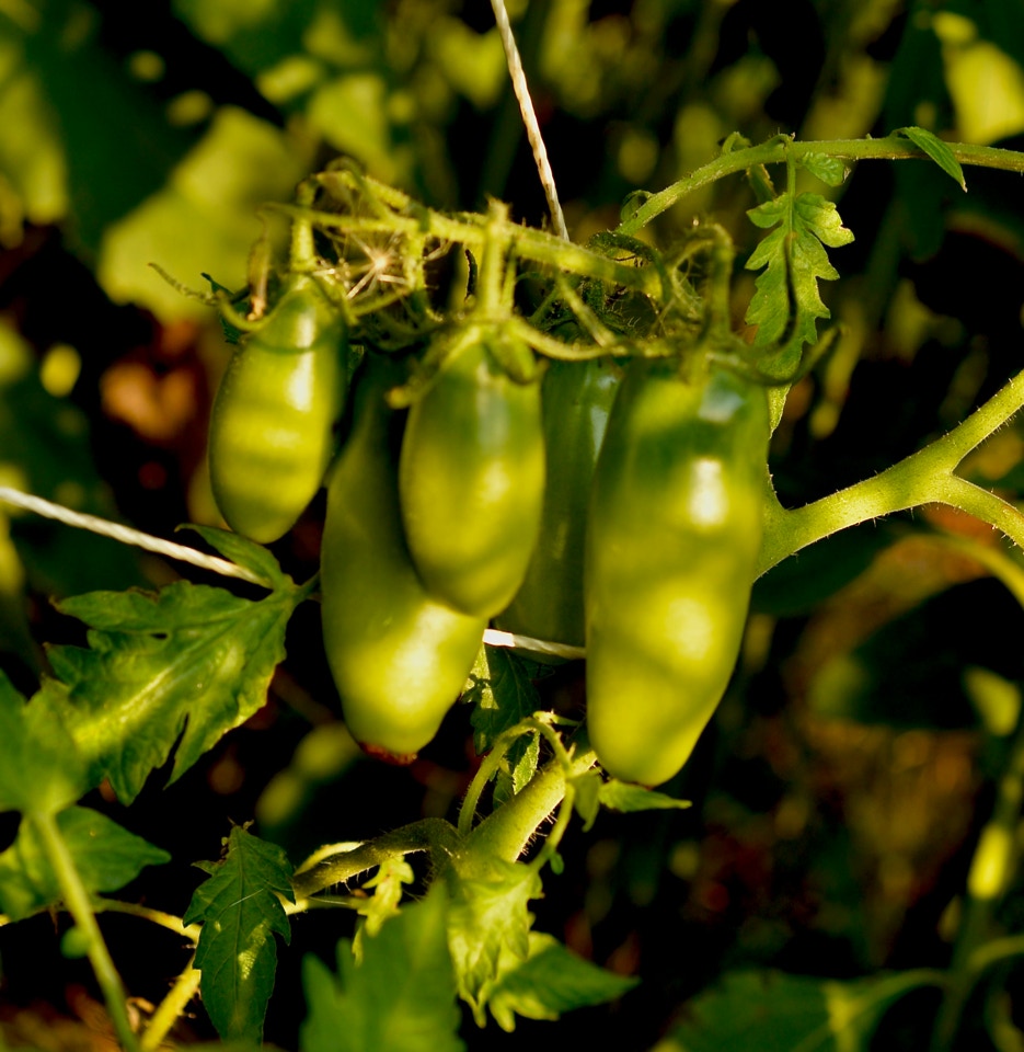 Unripe tomatoes organic - Нестиглі томати(