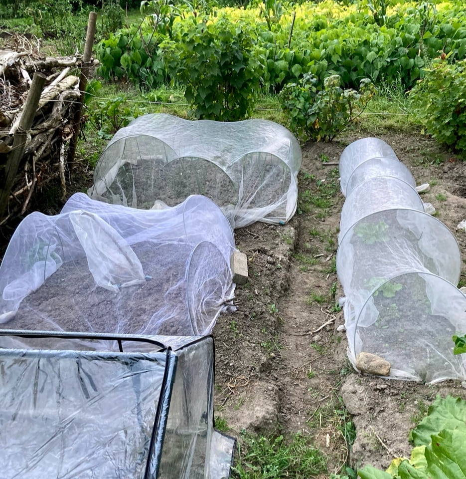 Buer med net netting