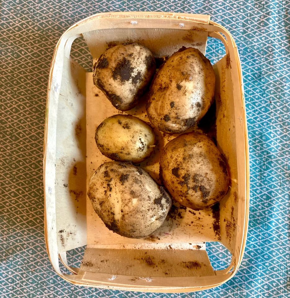 Nye kartofler Solist - Перша картопля, ‘Соліст’ 