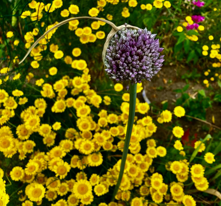 Leek flower - Квітка цибулі-порею