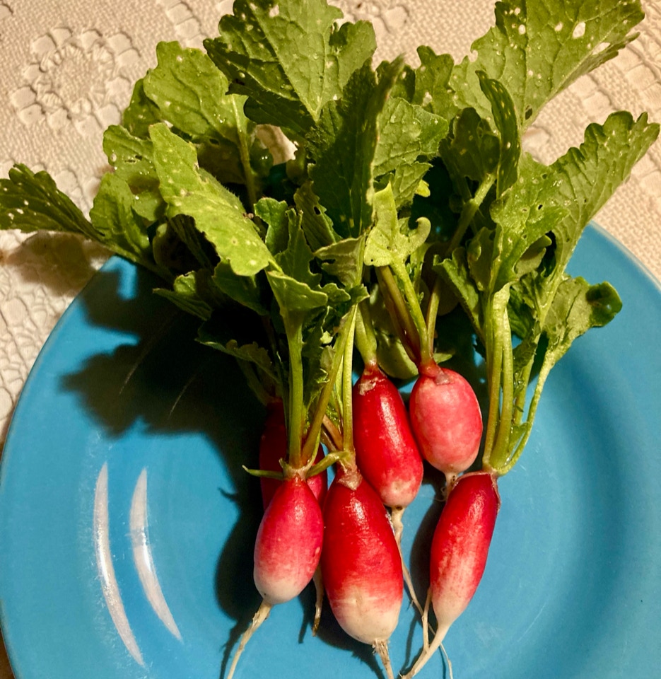 Radise radish French Breakfast