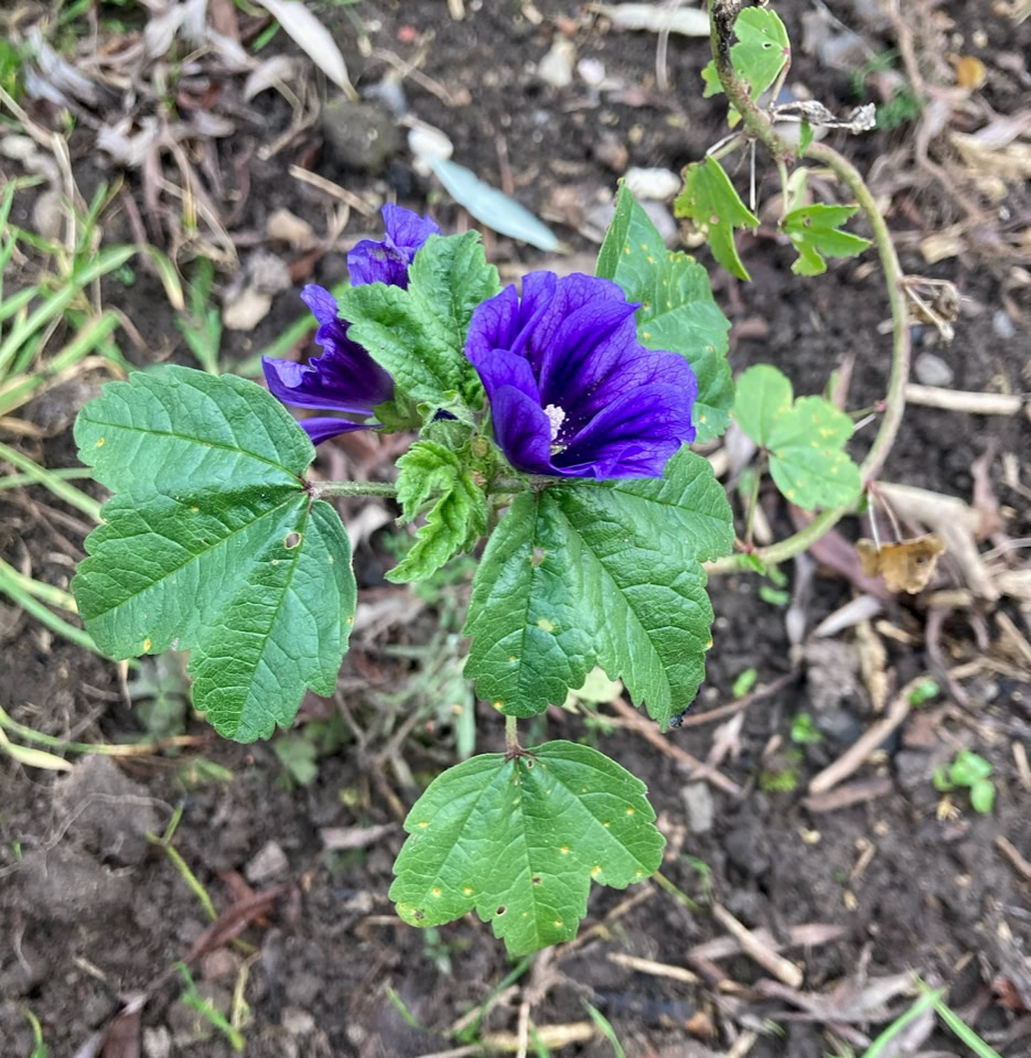 Malva - Мальва звичайна 