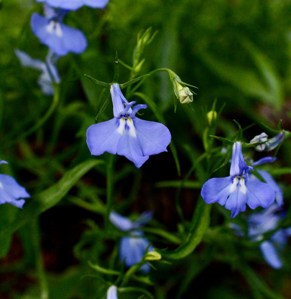Lobelia Cambridge Blue