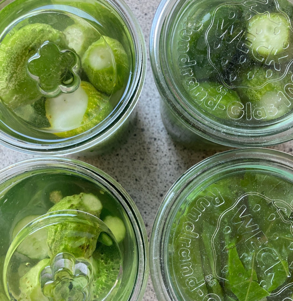 fermentering agurk fermenting cucumbers