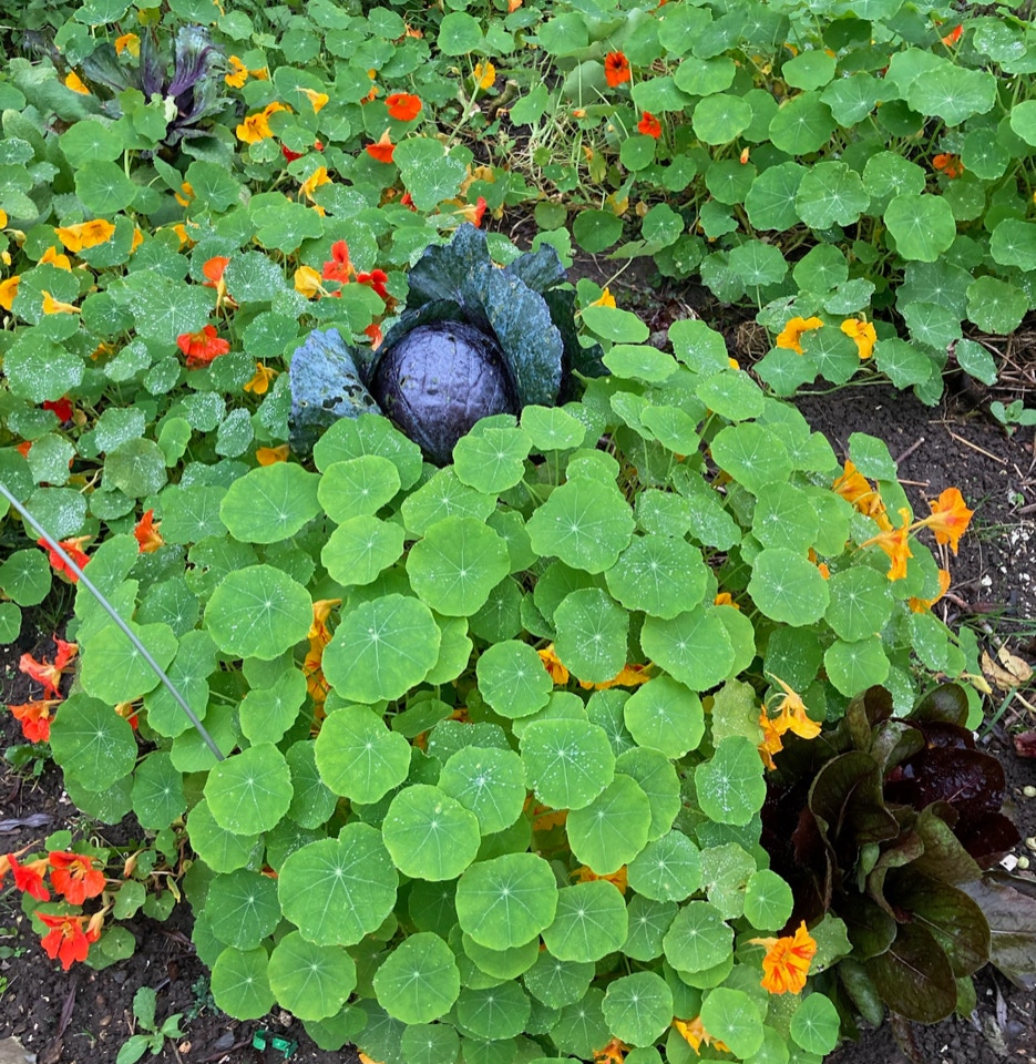 Roedkaal nasturtium cabbage