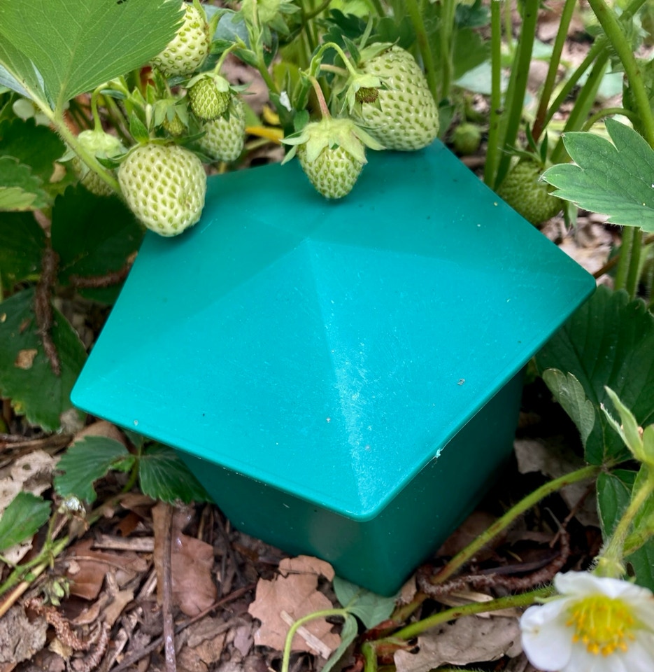 Sneglefælde ølfælde 