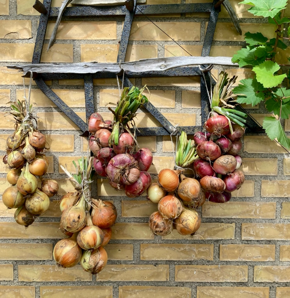 Onion harvest - Урожай цибулі
