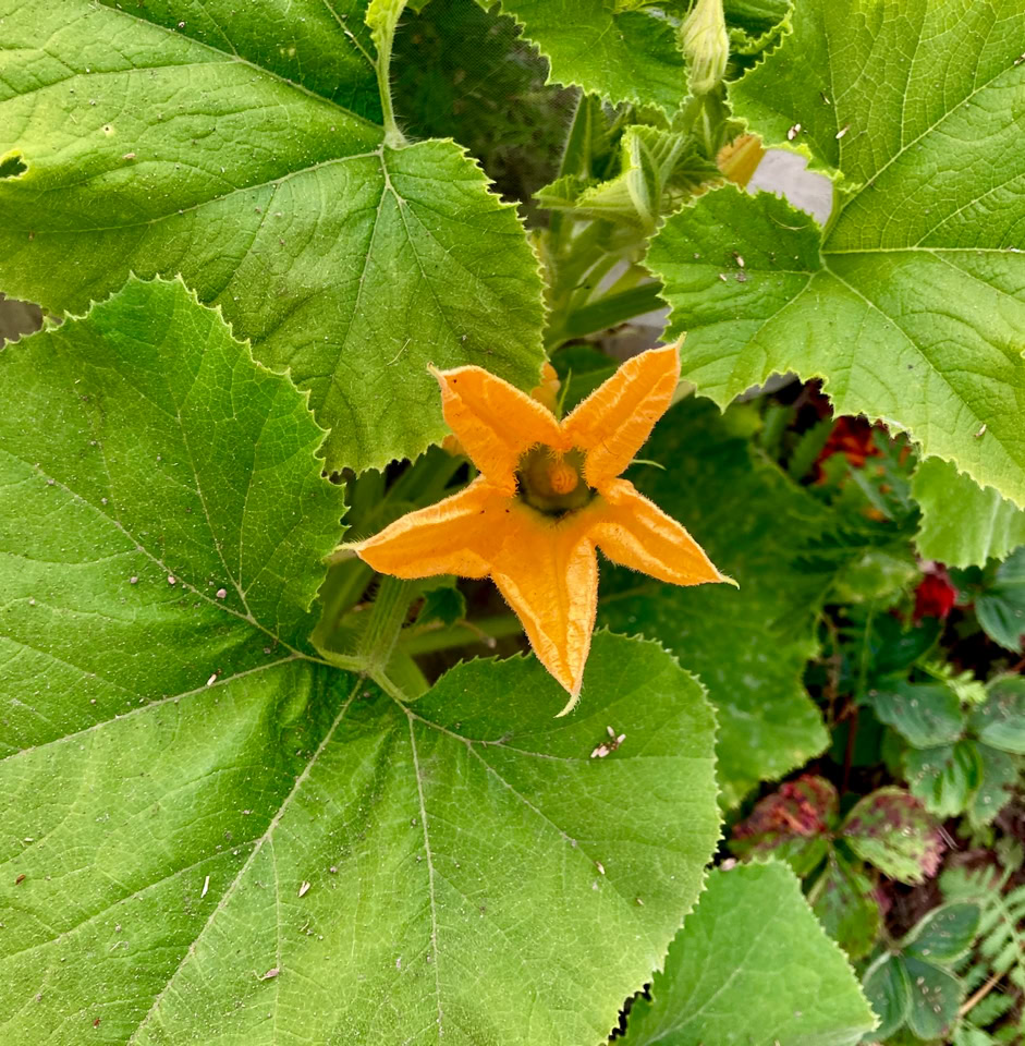 Zucchini flower - Квітка кабачка 