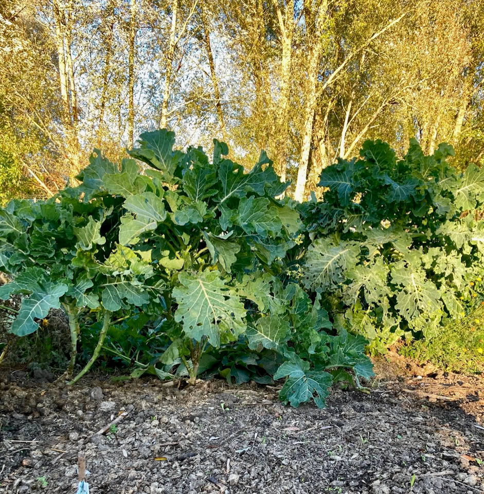 Kale plants - Капустяні рослини