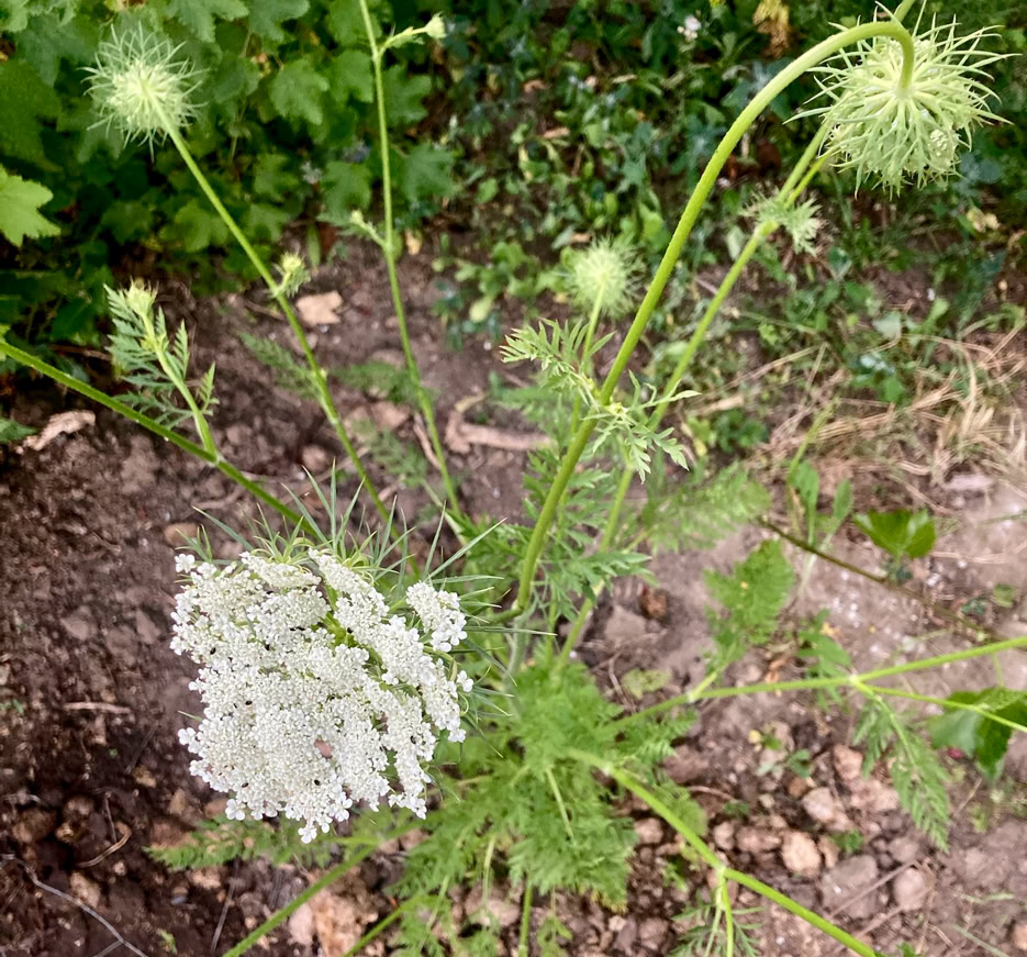Carrot flower - Квітка моркви