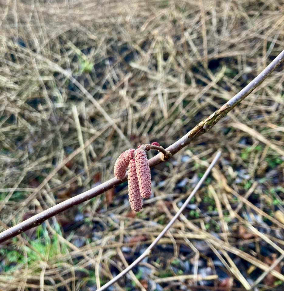 hassel rødhassel rakler hazel 