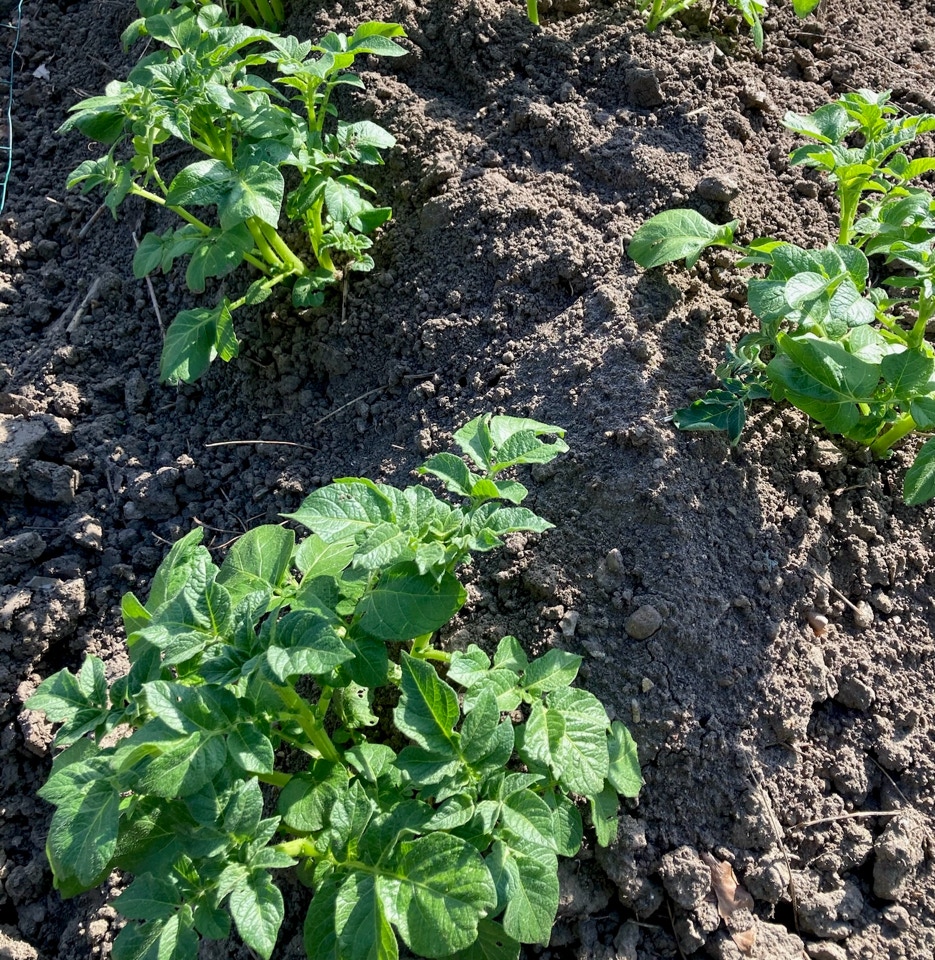 øko kartofler organic spuds Solist