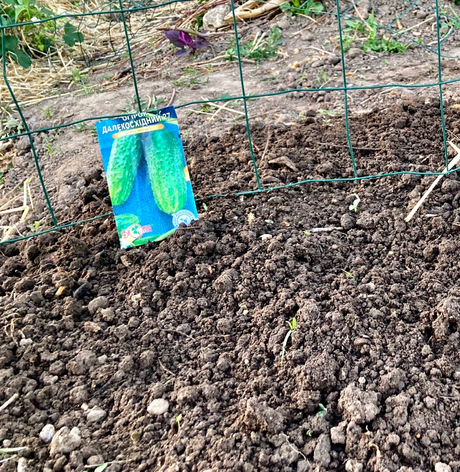 Cucumbers pickles agurker