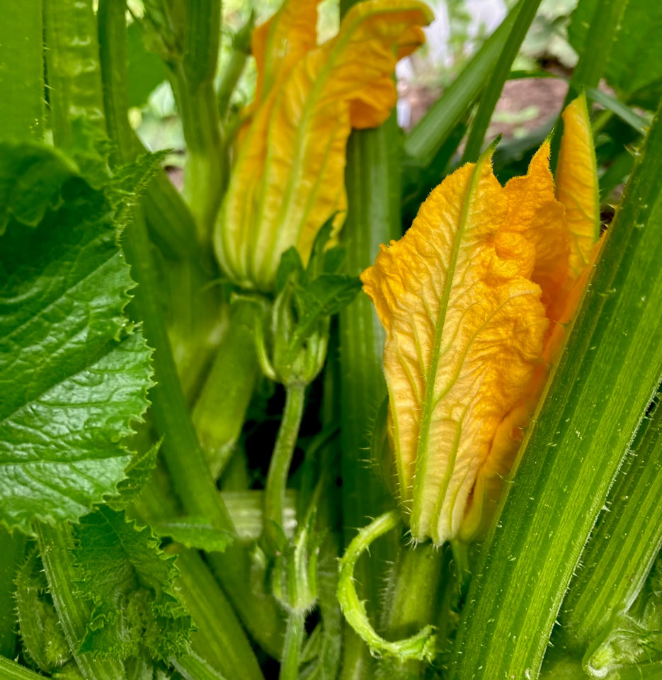 squash zucchini flower