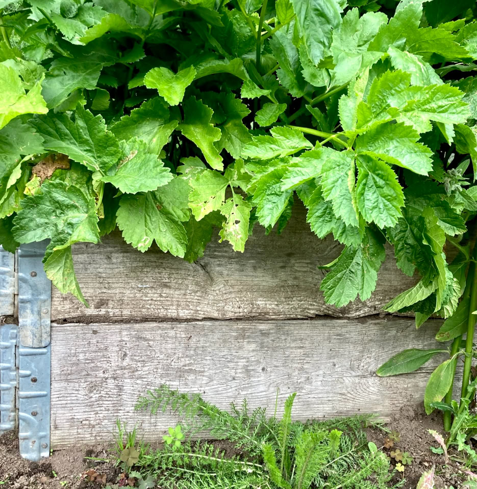 Pastinak Parsnip