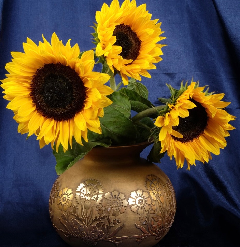 Solsikker i vase - Соняшники у вазі