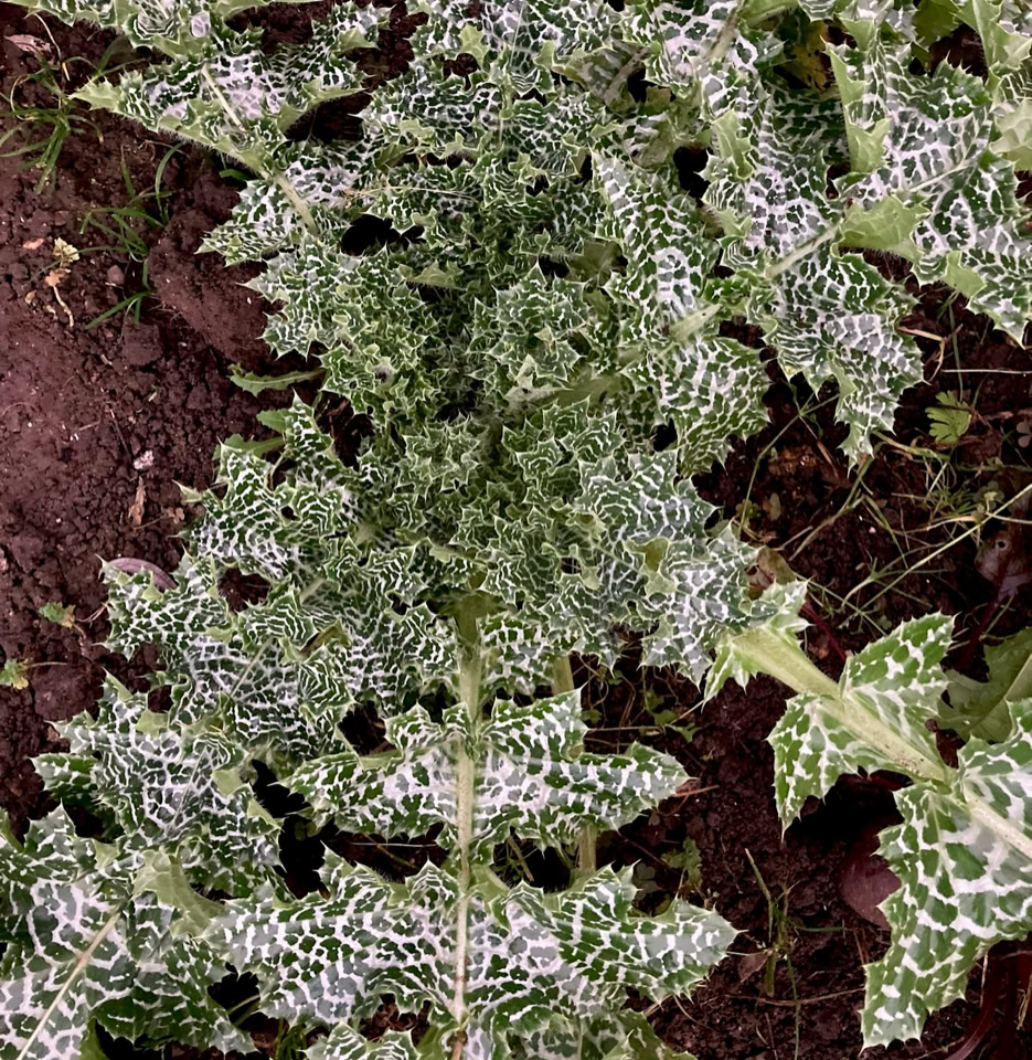 Milk thistle - Розторопша