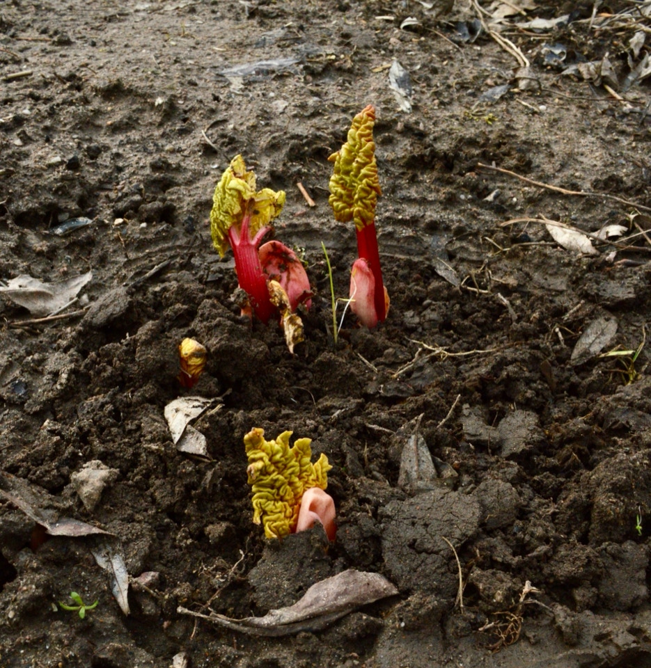 Rabarber Rhubarb sprouting