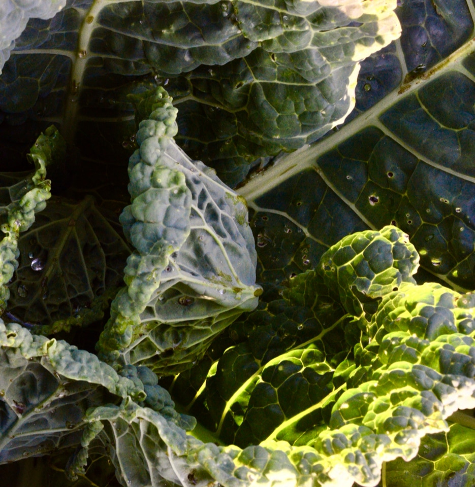 Cabbage savoy kaal
