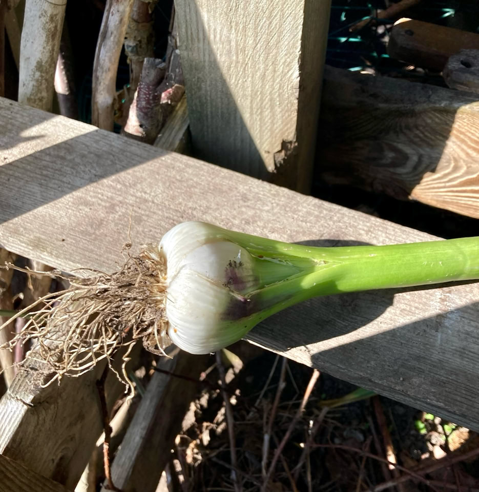 Første hvidløg - часник, ‘Любаша’  