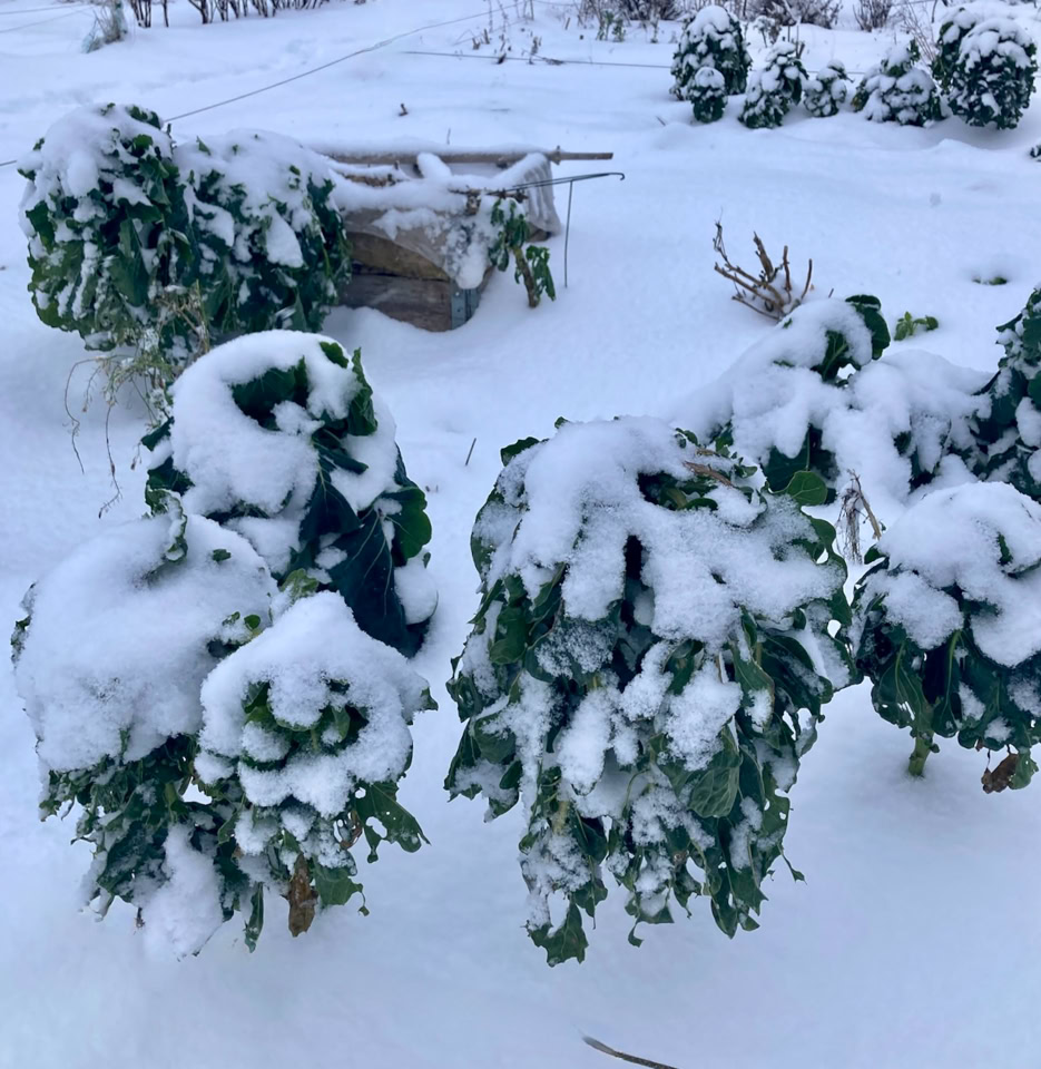 Brussels sprouts - брюссельської капусти