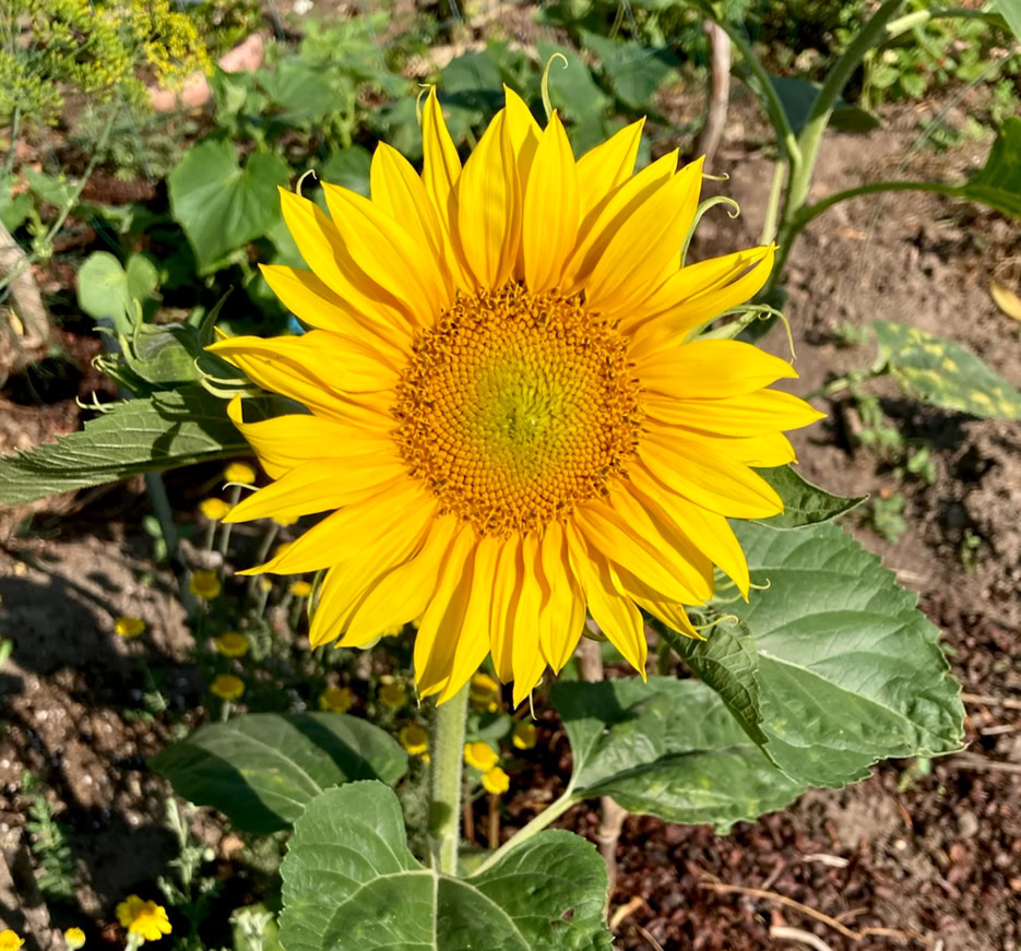 Sunflower - Соняшник