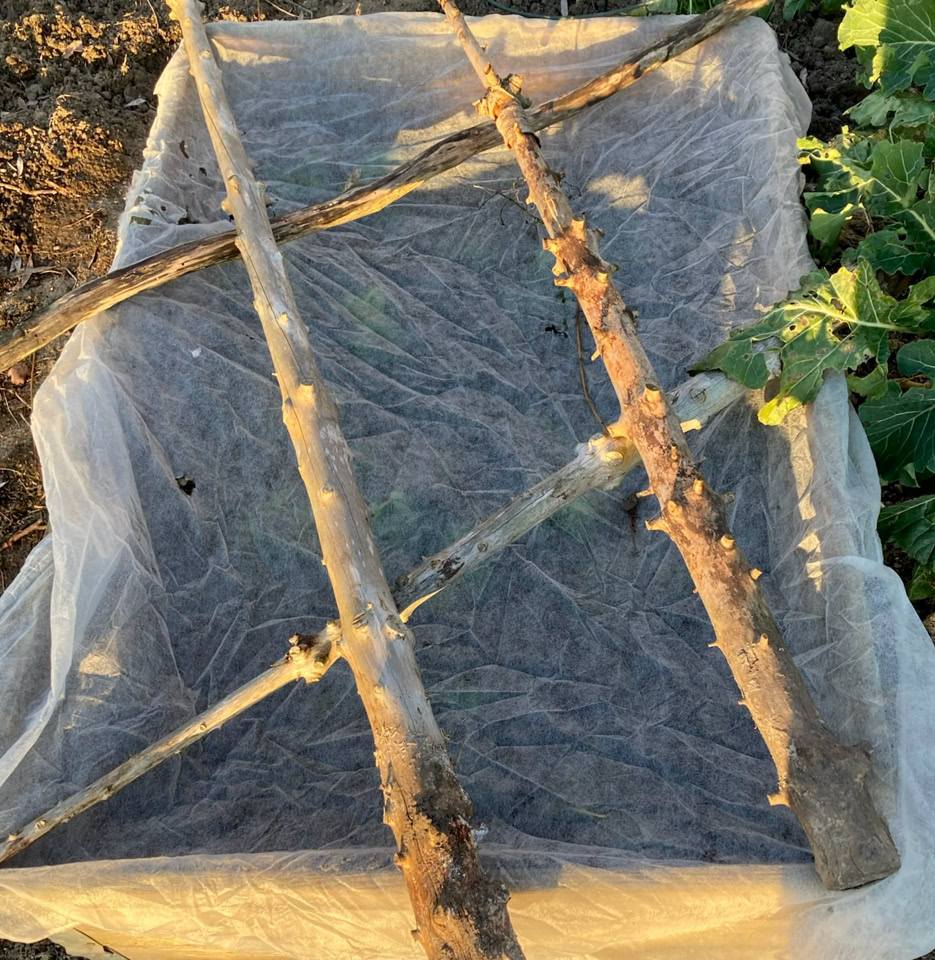 Raised bed - Підняте грядка