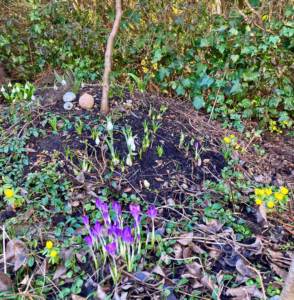 Bulbs bed - Цибулини грядки