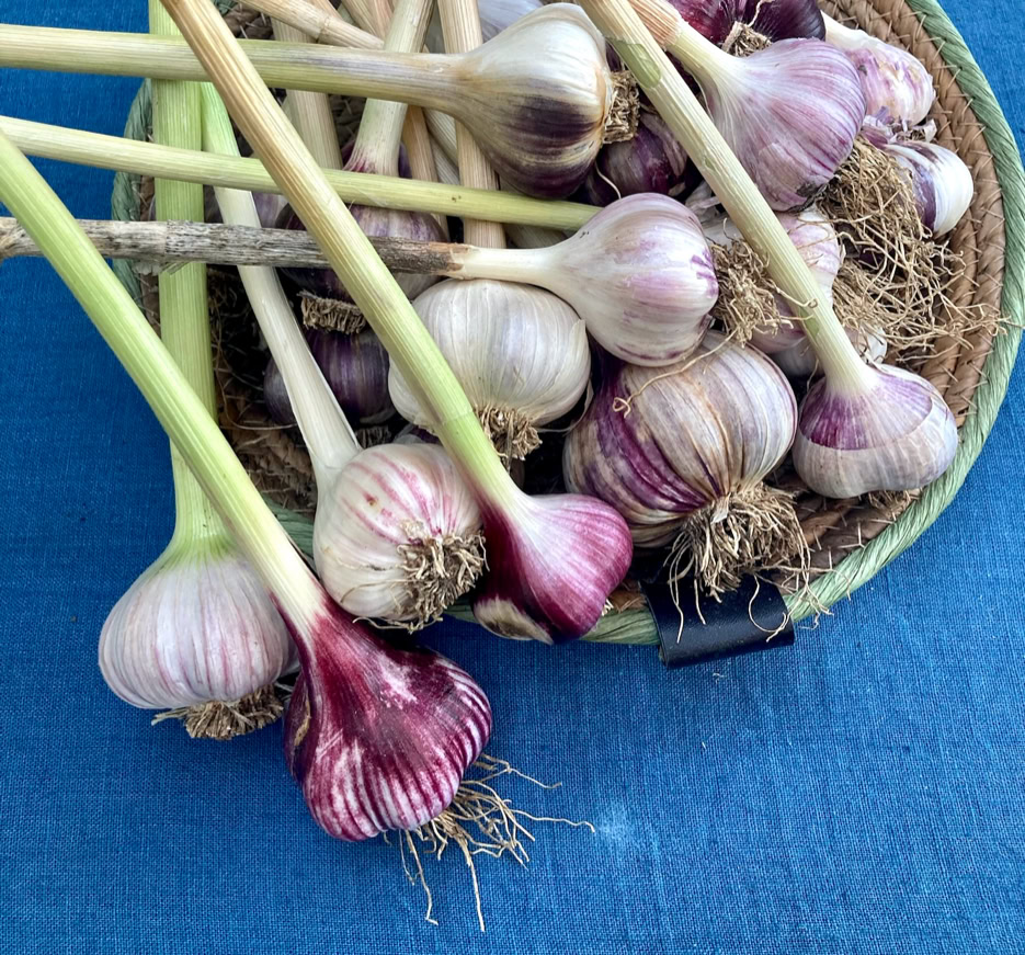 Organic garlic - органічних часнику