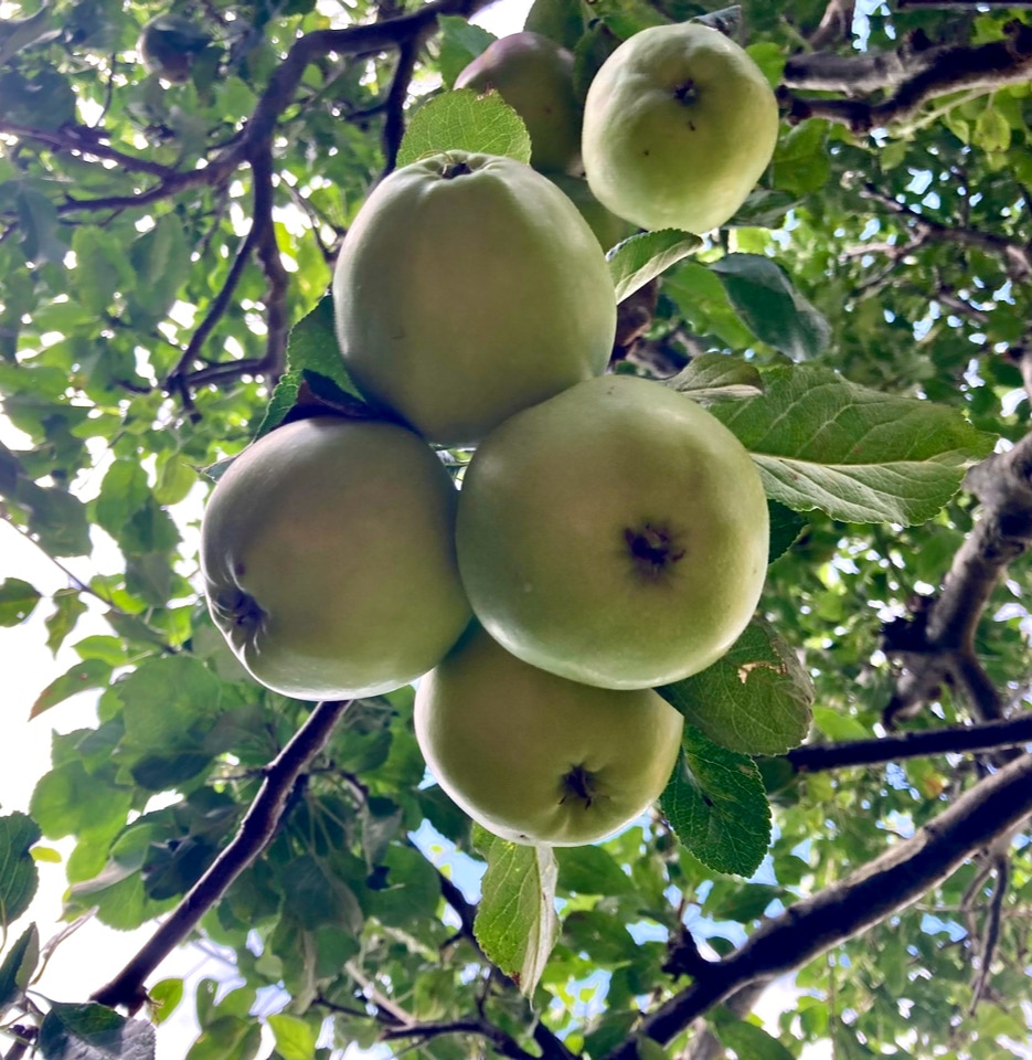 James Grieve apples tree - Джеймс Грів Яблука