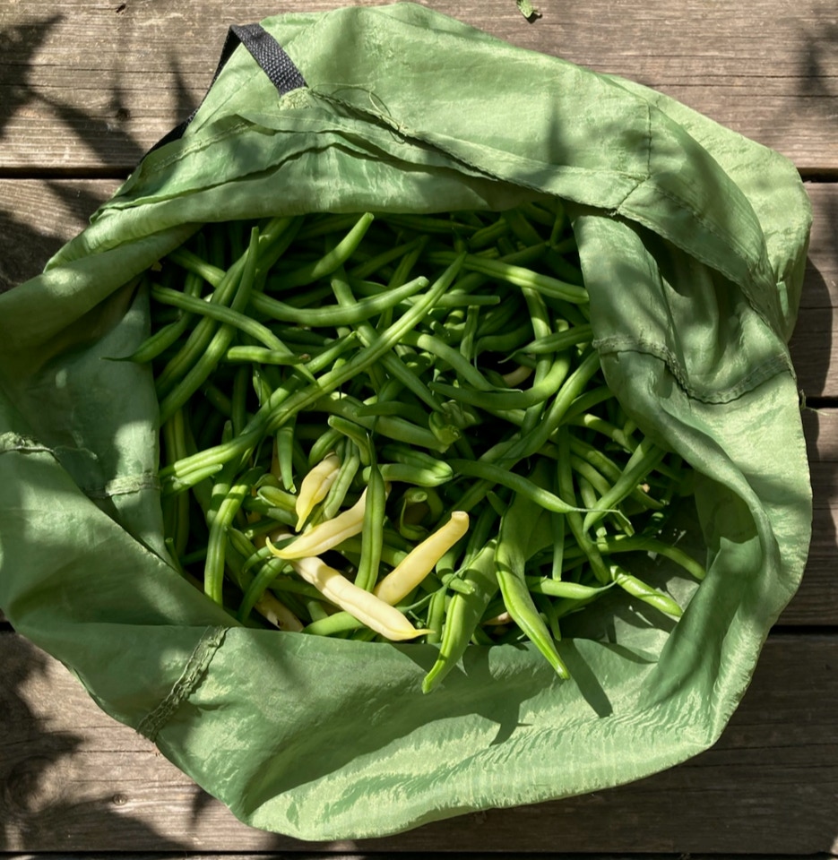 Beans bundles - Урожай квасолі кущової 