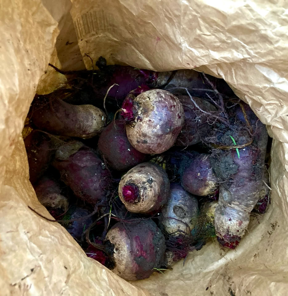 Beetroot - Буряк