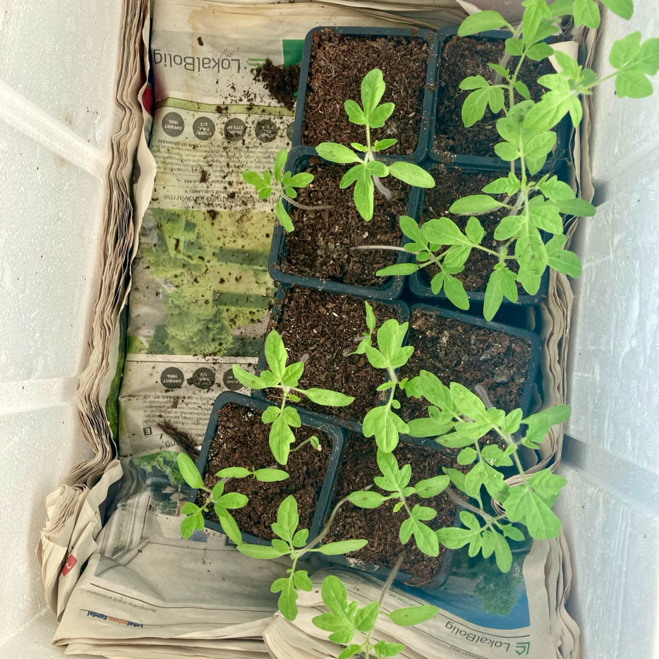 Test for clopyralid og aminopyralid