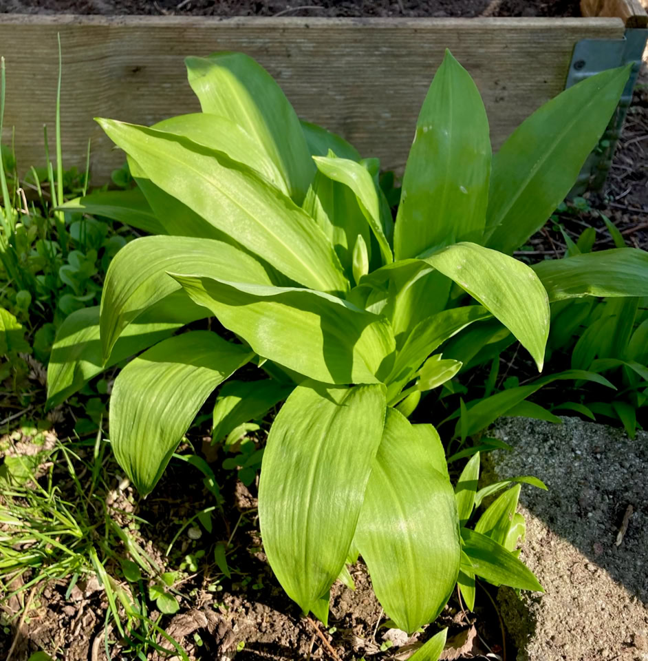 Wild garlic - Черемша