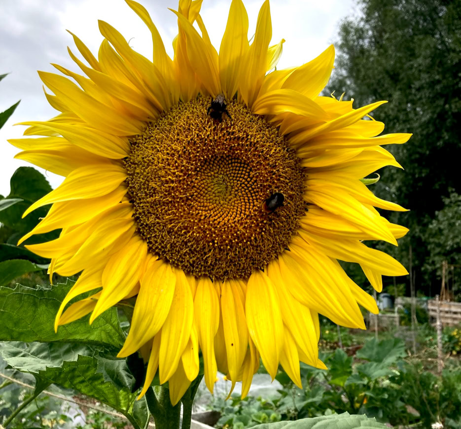 Sunflower bees - Соняшник бджоли