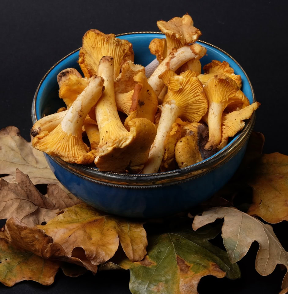 Chantarelles - Лисички