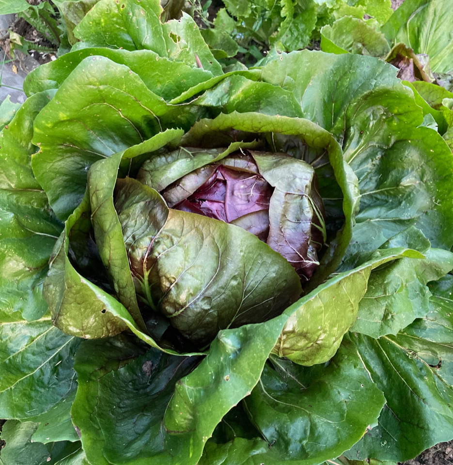 organic Palla Rossa