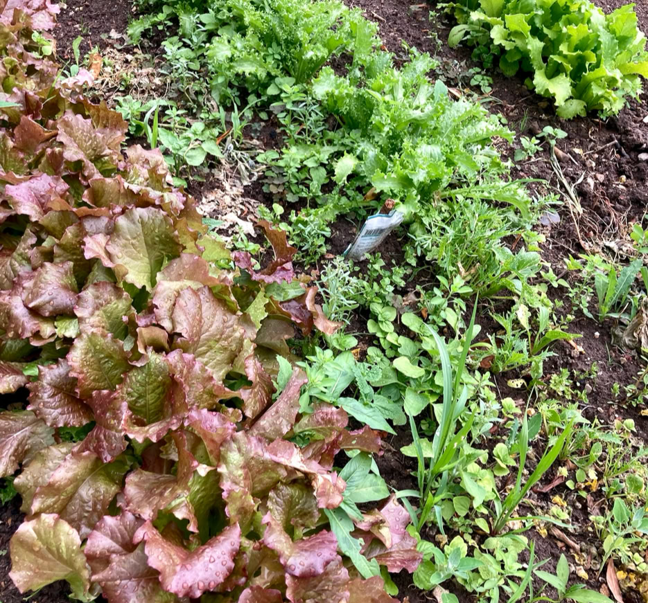 Lettuce plants - Рослини салату -