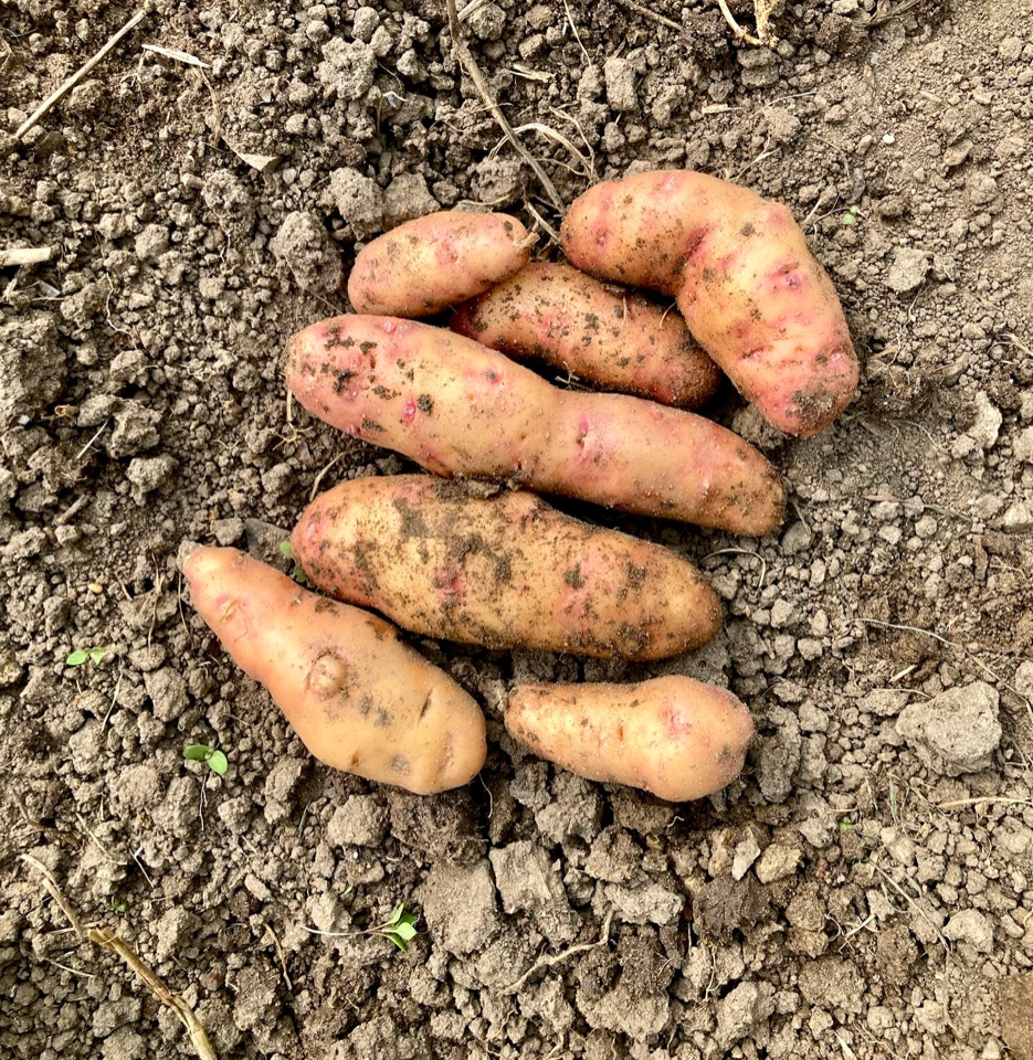 Kartofler Potatoes Pink Fir Apple