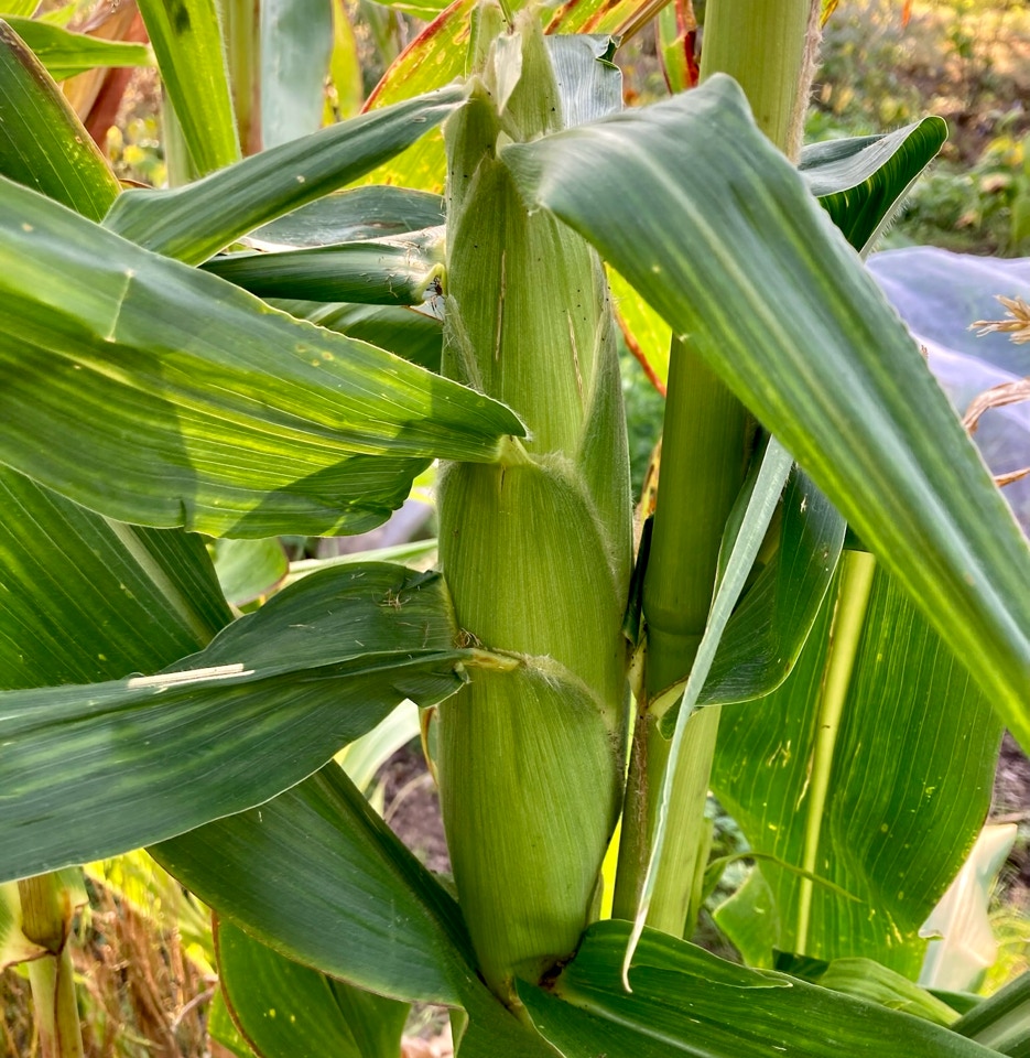 Majs sweetcorn Organic Bantam