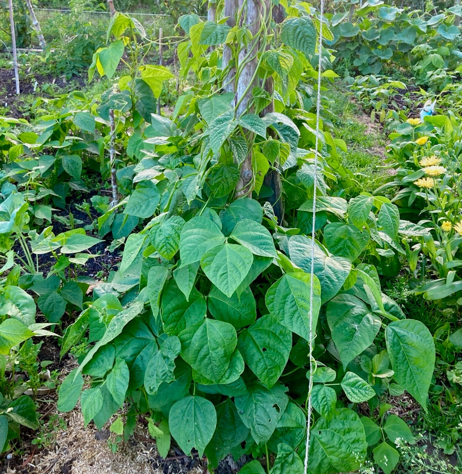 Runner beans - Рослини погонної квасолі