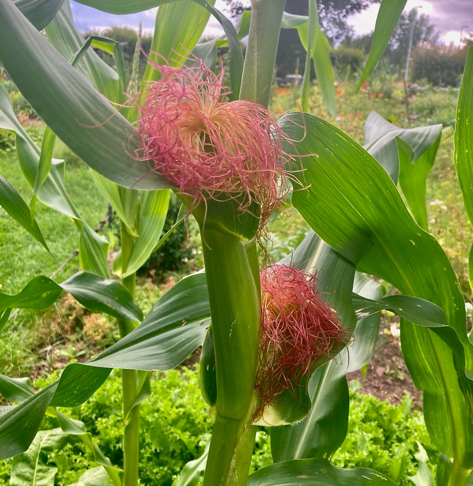 Sweet corn plants - Кукурудзяні рослини