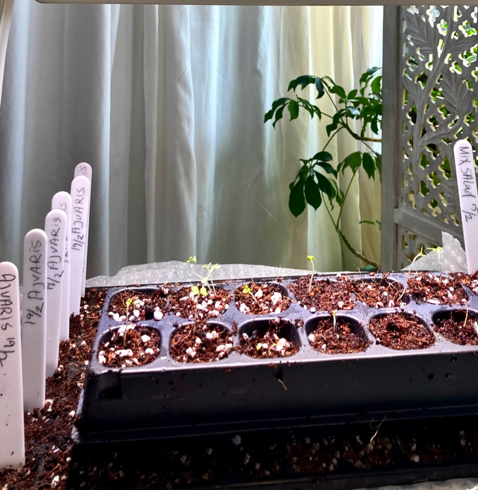 Chili лампами для вирощування