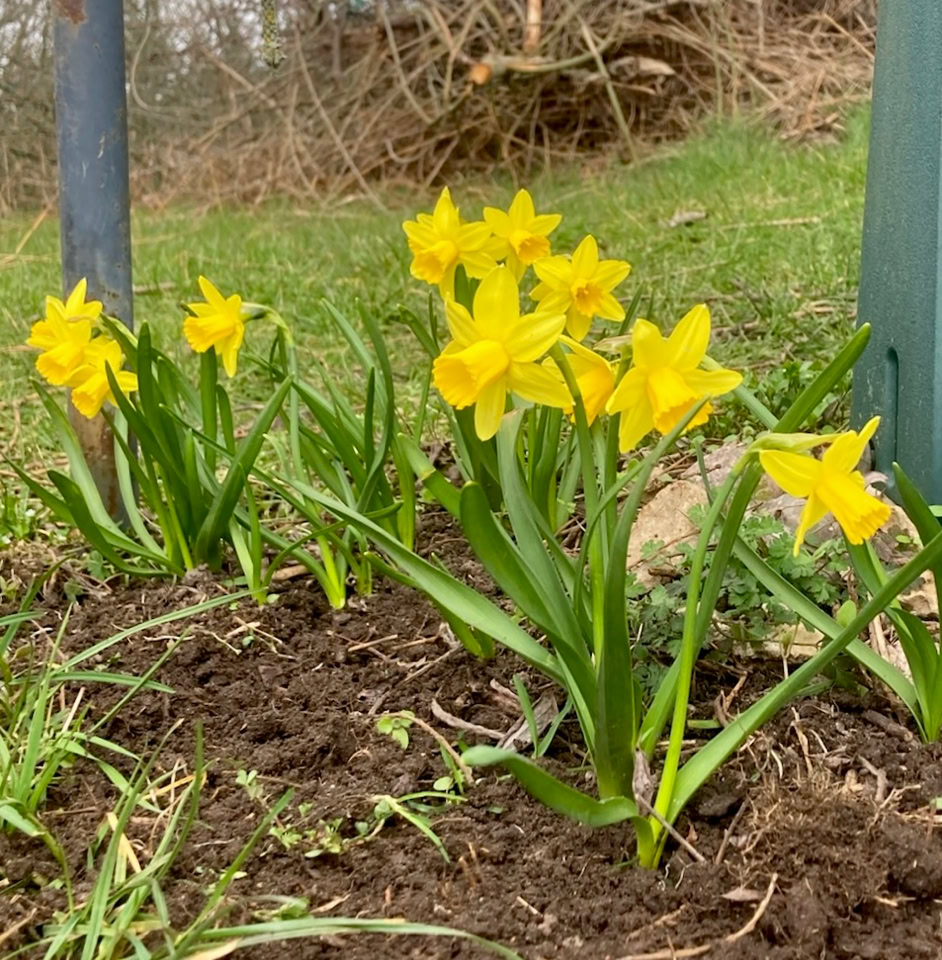 Daffodils - Нарциси