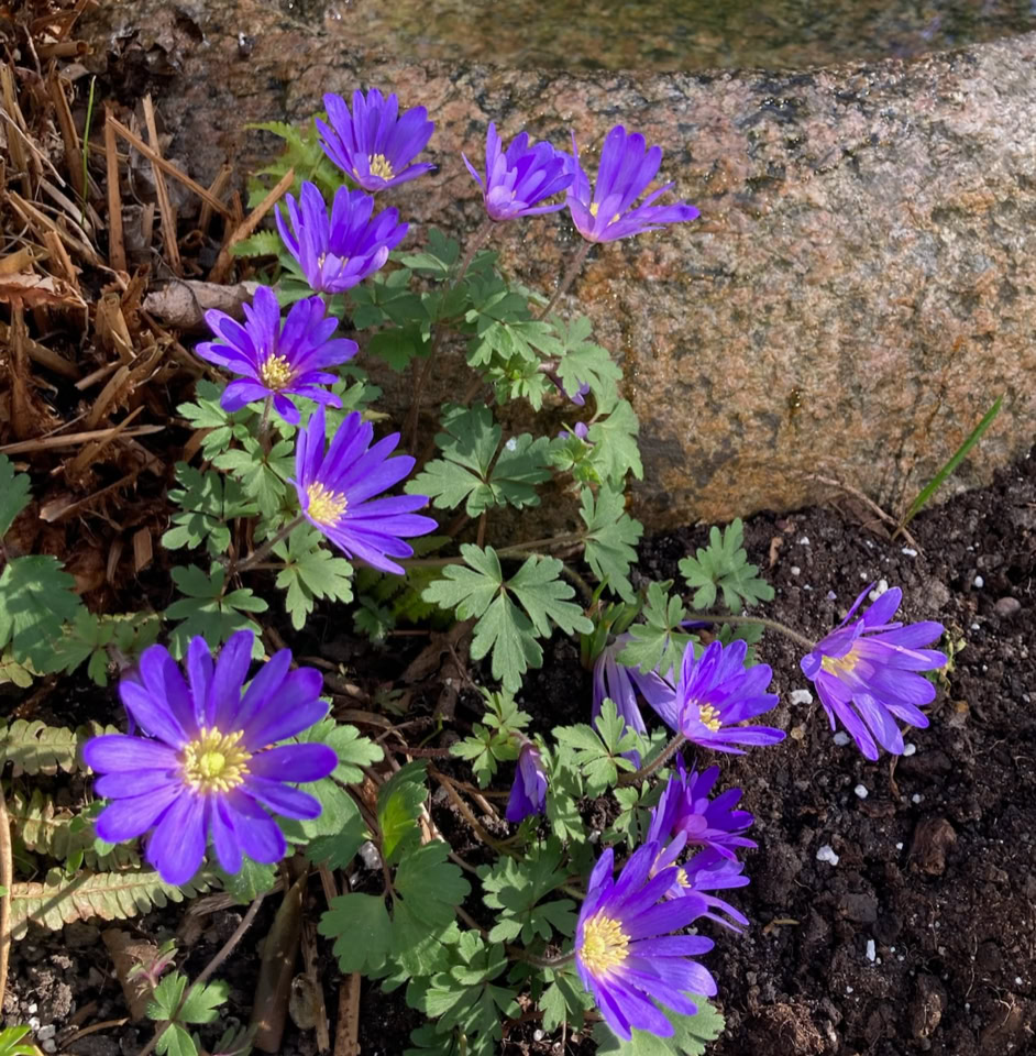 Balkan  anemones - Балканські анемони