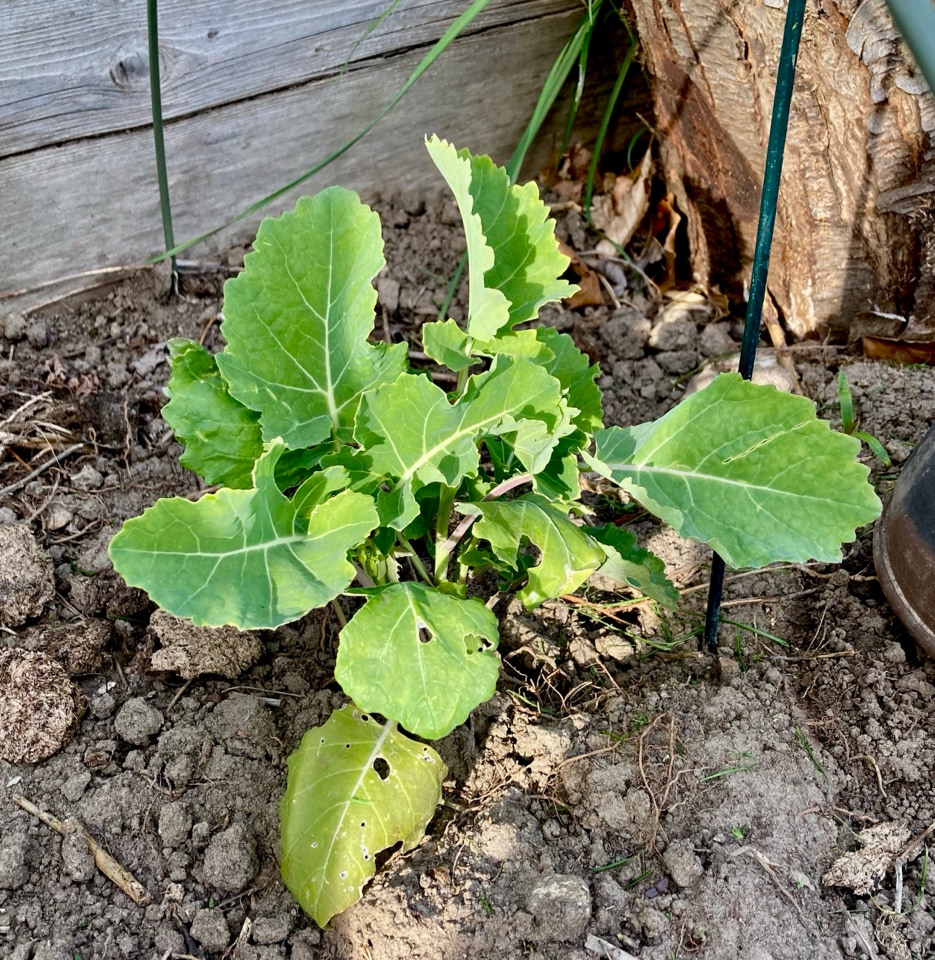 'Daubenton variegata’ Chou Daubenton evighedskaal