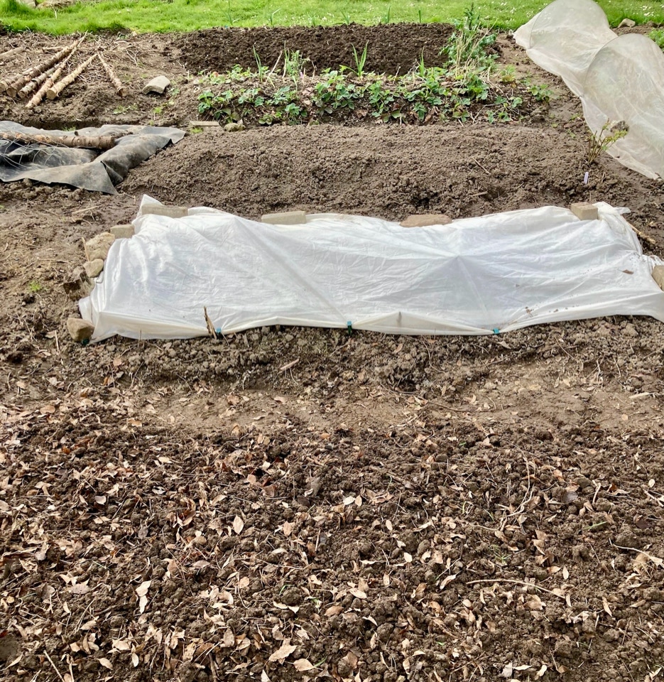 raised beds hoejbede  April 2024