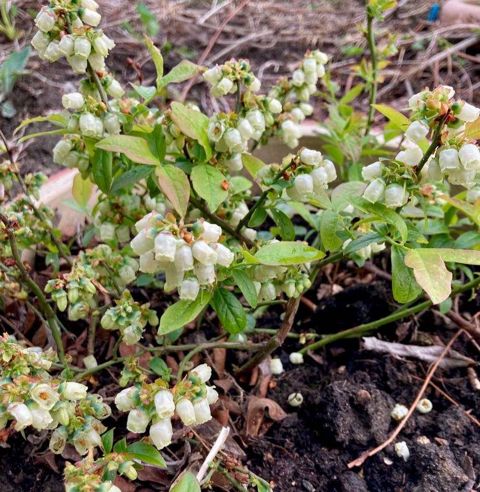 blaabaer blueberries ukraine