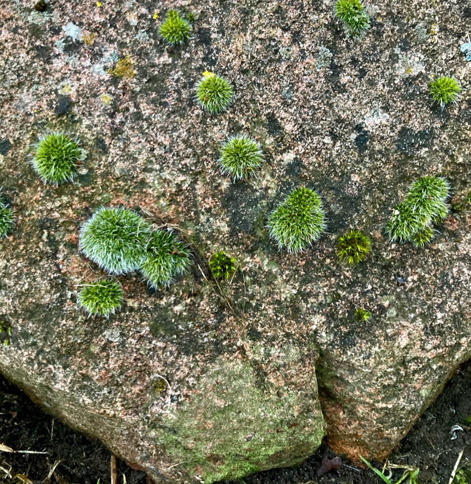 sten med mos stone moss